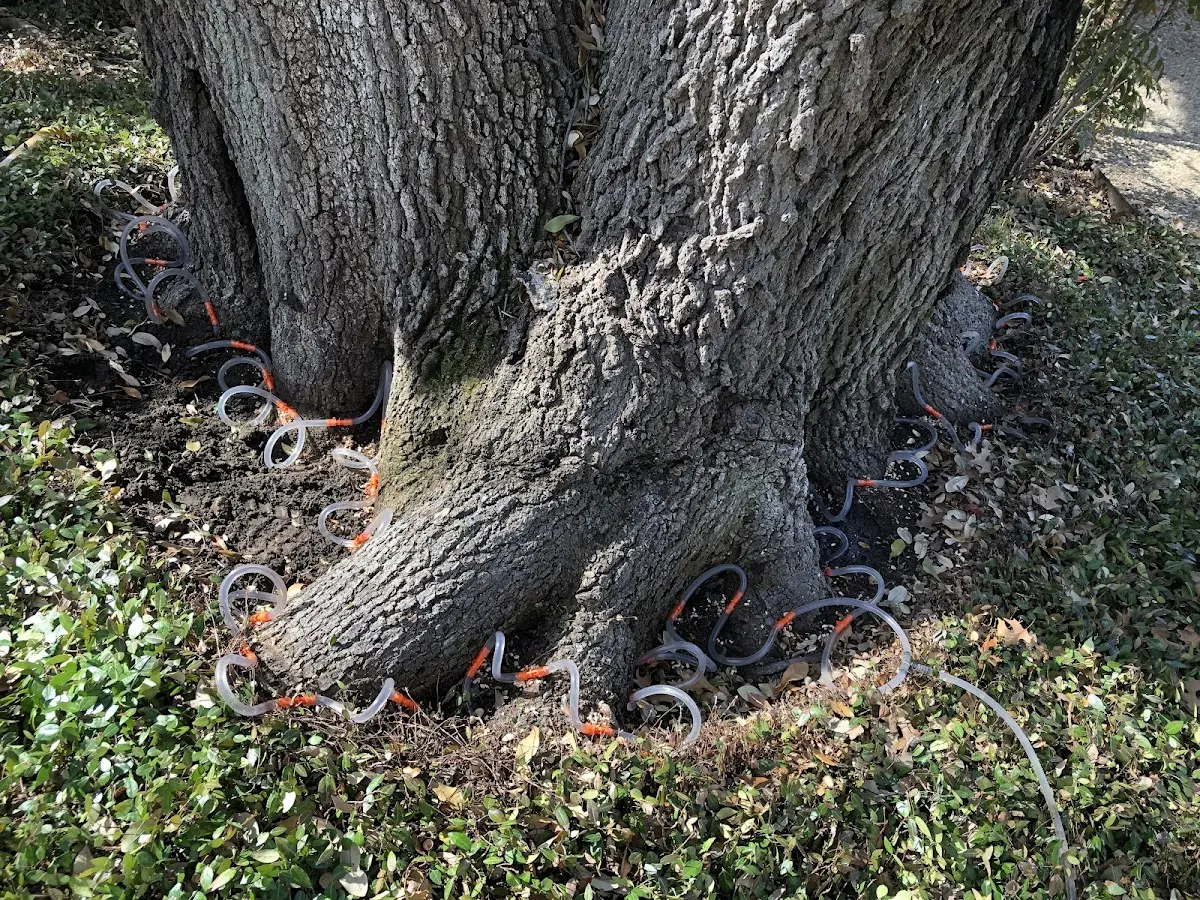 Detailed Tree Cabling and Bracing job site in Adirondack