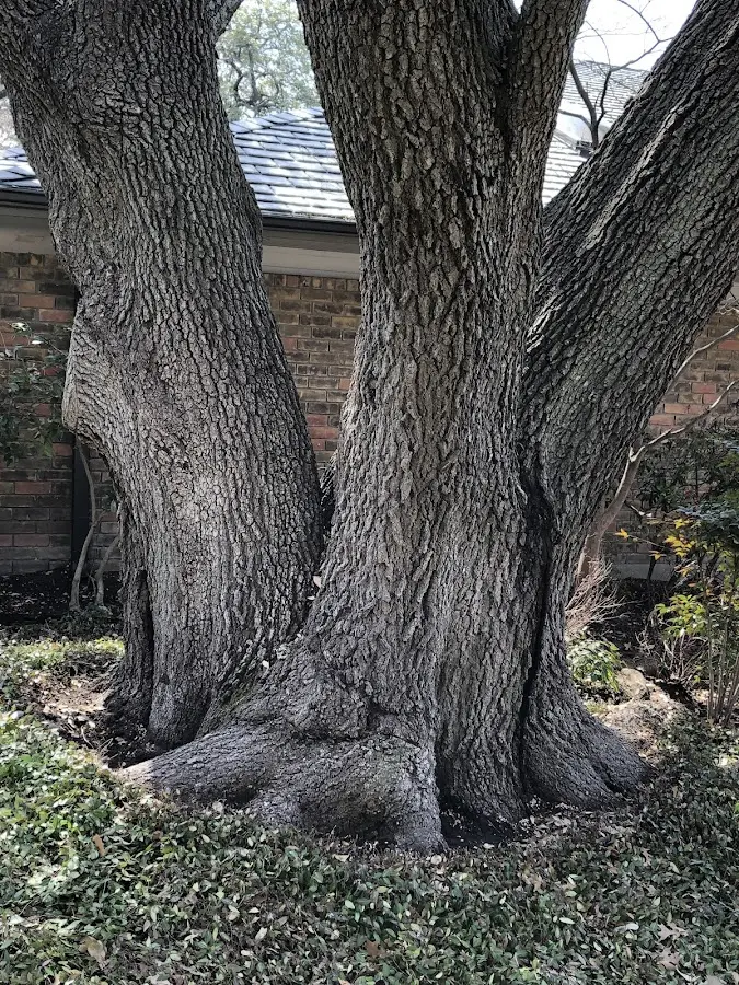 Mature heritage tree close to a Adirondack property cared for by certified arborists